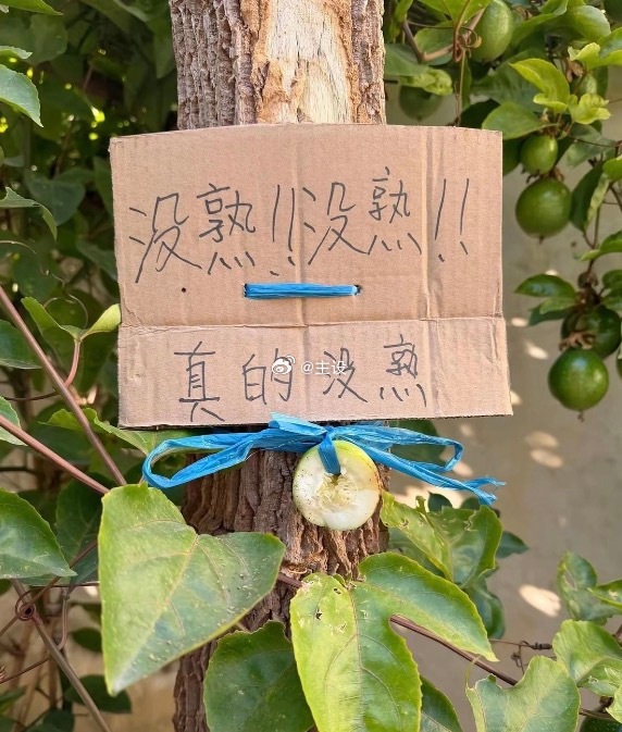看把主人急得，看出来了是没有熟。 