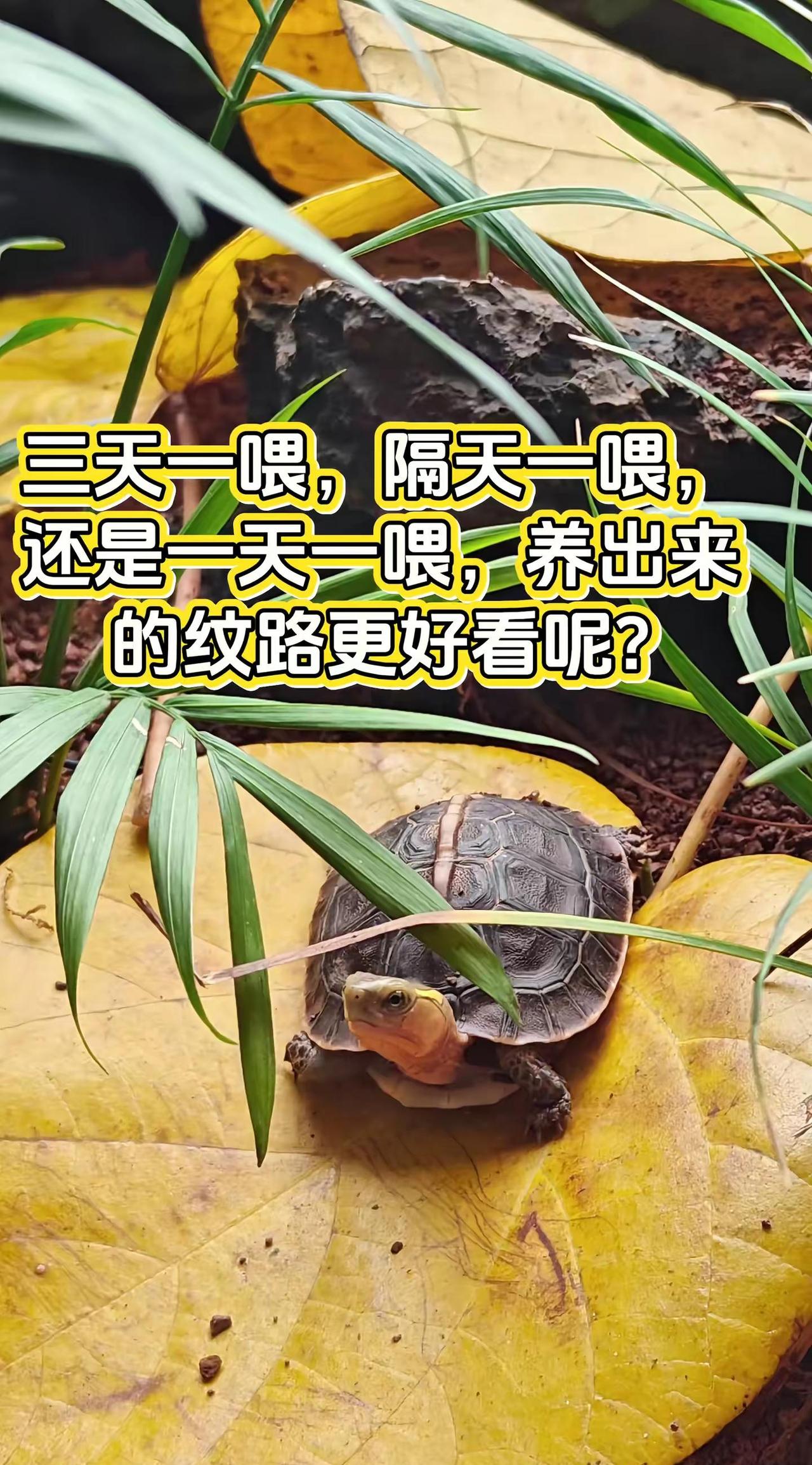 乌龟喂食。你们几天喂一次?一次喂多少?黄缘闭壳龟养龟日常 乌龟喂食黄缘闭壳龟 乌