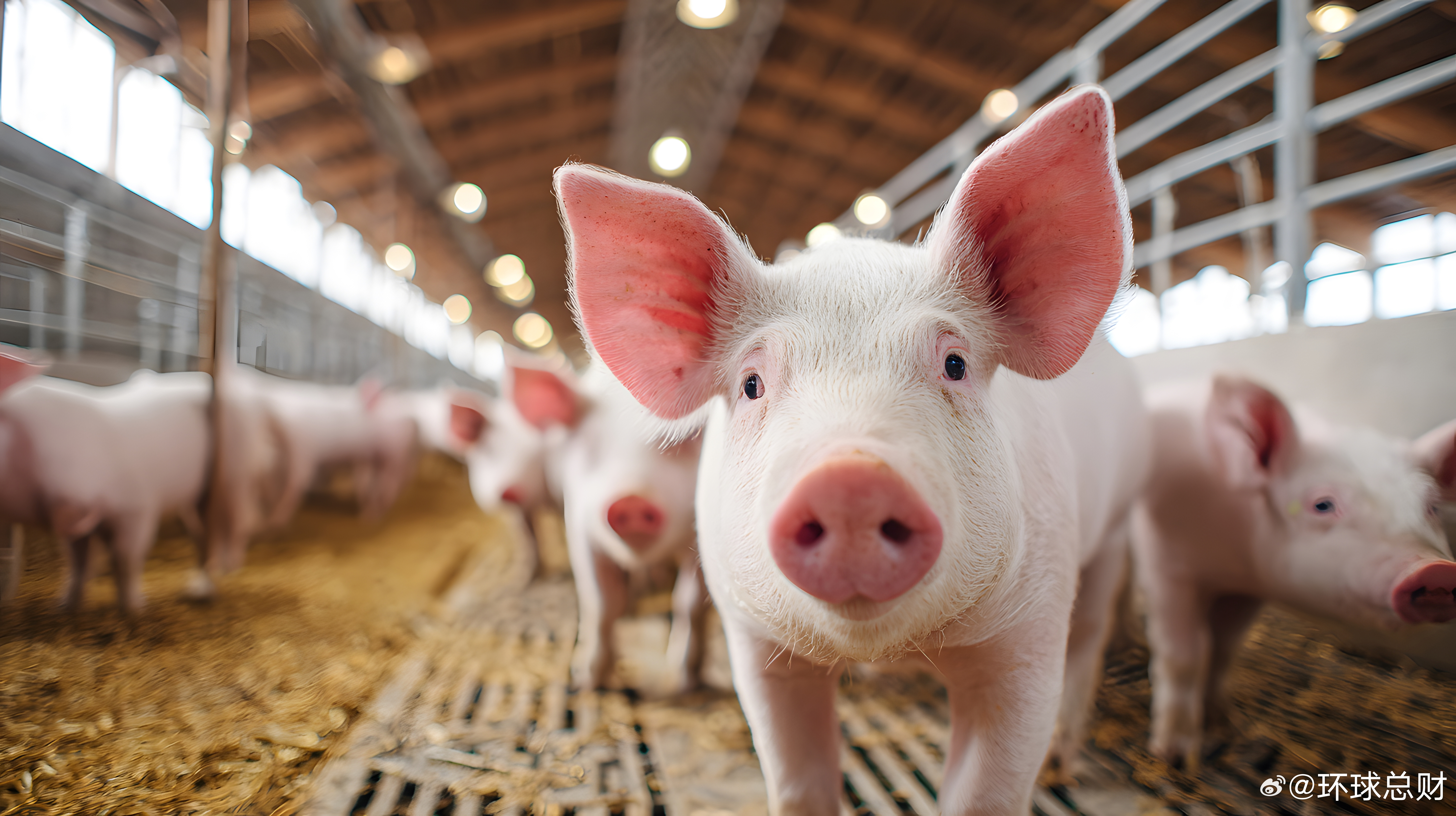 #生猪##猪肉价格##猪价跌破5元创历史新低# 【#生猪行业着力寻找“新锚点”#