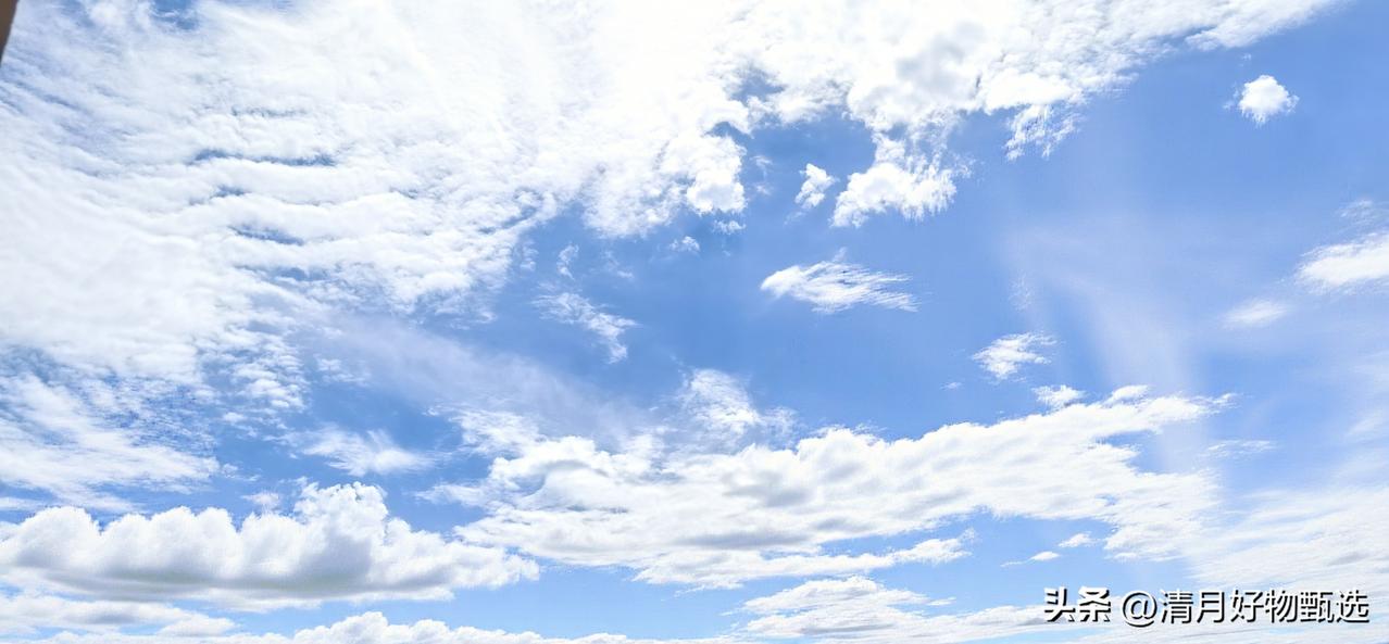 万里晴空，白云如绢，轻柔缭绕，宛若白烟飘渺。古老的樟树高耸入云，仿佛欲跃上苍穹。