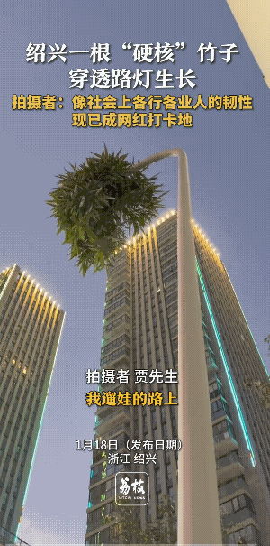 小时候有“孬人”给带它带向了歪路。其实很它很可怜，再也回不到正路上了。
给人第一