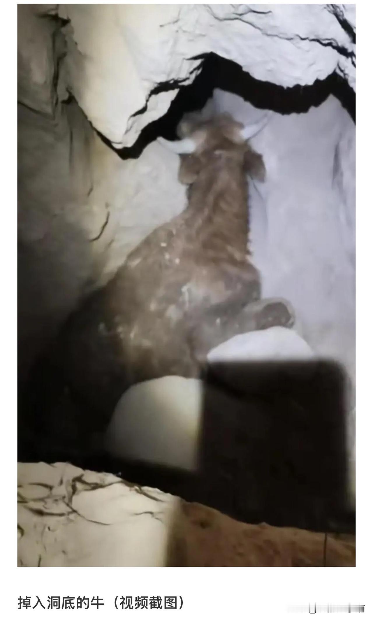 这头800斤黄牛好惨！掉入黄土高原7米深坑，
救了4天上不来，死了！
主人白白损
