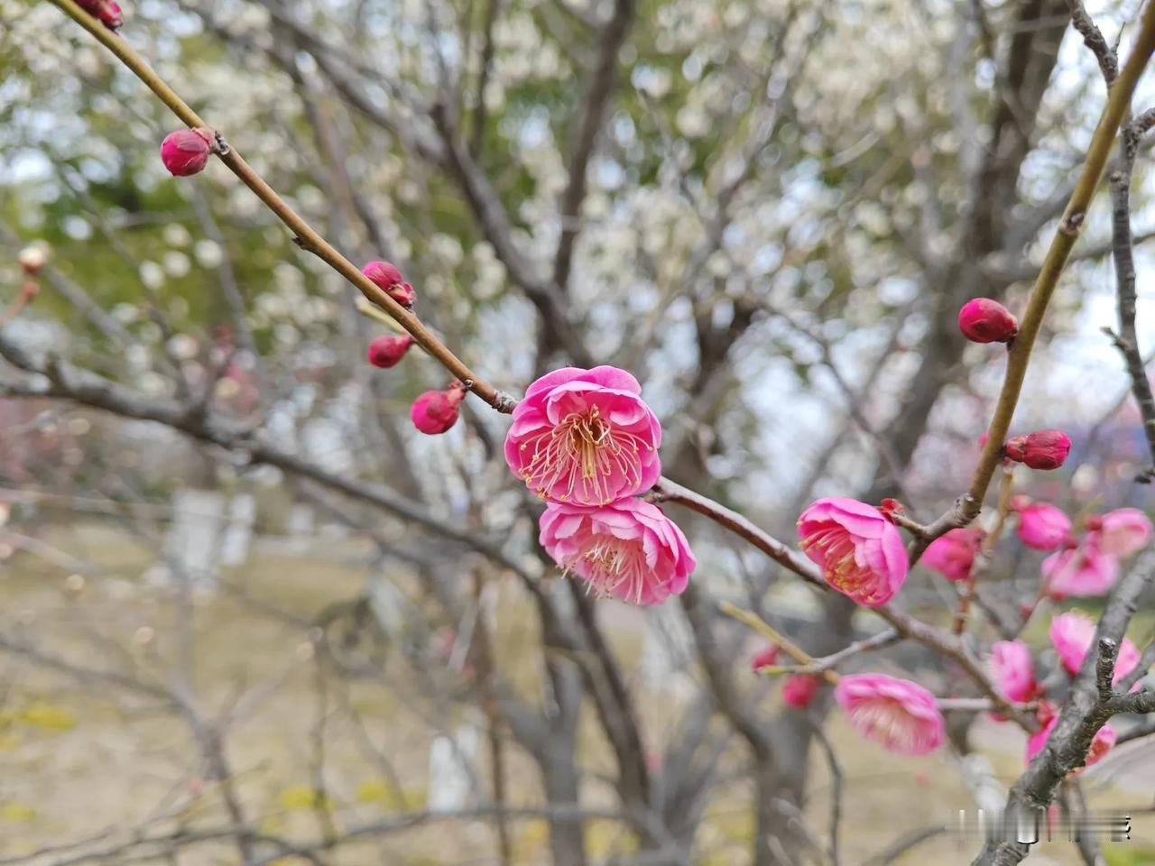 春日生活打卡季梅花