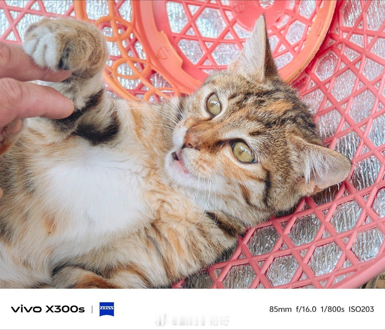可爱的狸花猫～ 