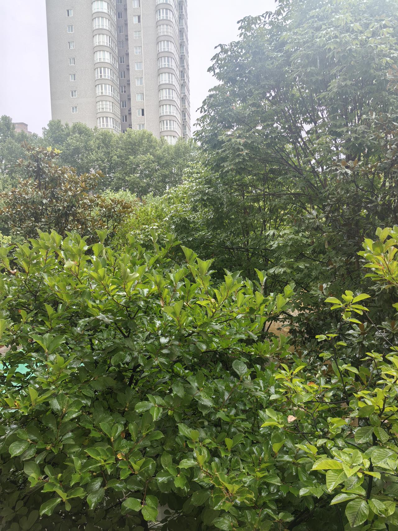 西安今天的雨是真下啊。下得如此酣畅，如此决绝！
入夏以来，西安没有下过一次透雨，