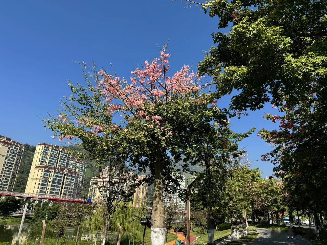 四川的“小三亚”米易县，冬天比昆明还暖和，旅居养老都不错。
