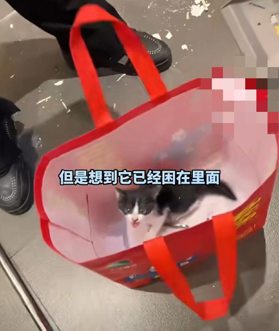 它终究遇上了心软的“神”！男子听到墙壁内传来奶猫叫声，四下寻找无果后果断拆掉新装