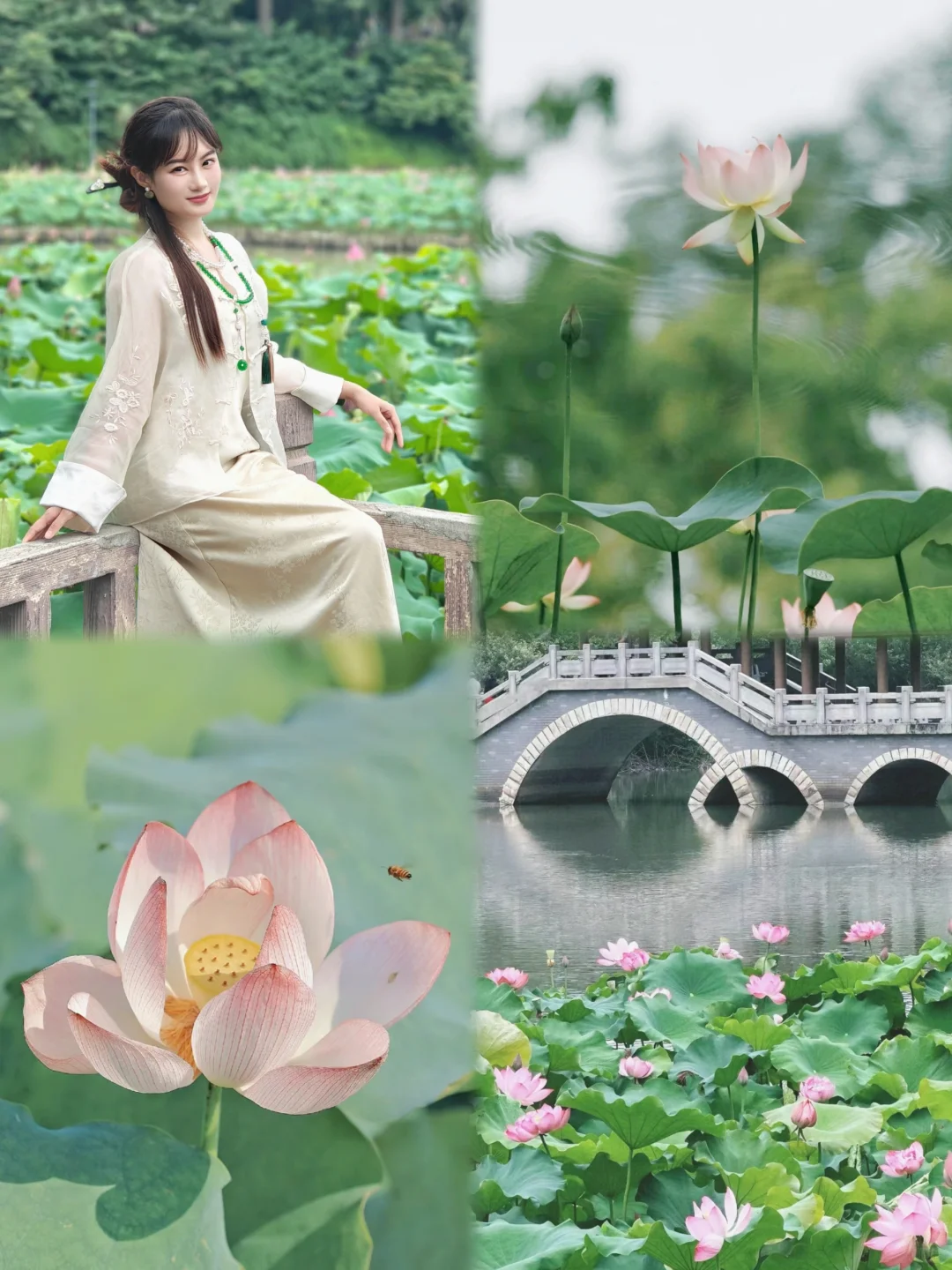 福州📍夏天的顶流来了✅金山公园荷花攻略