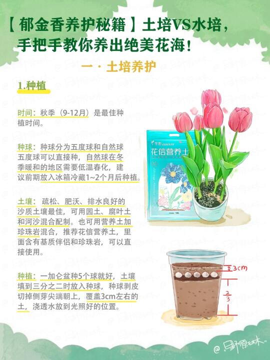 郁金香养护秘籍｜土培vs水培