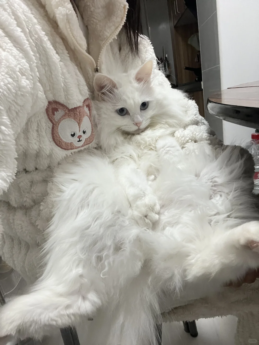 谁家猫咪这么粘人呀