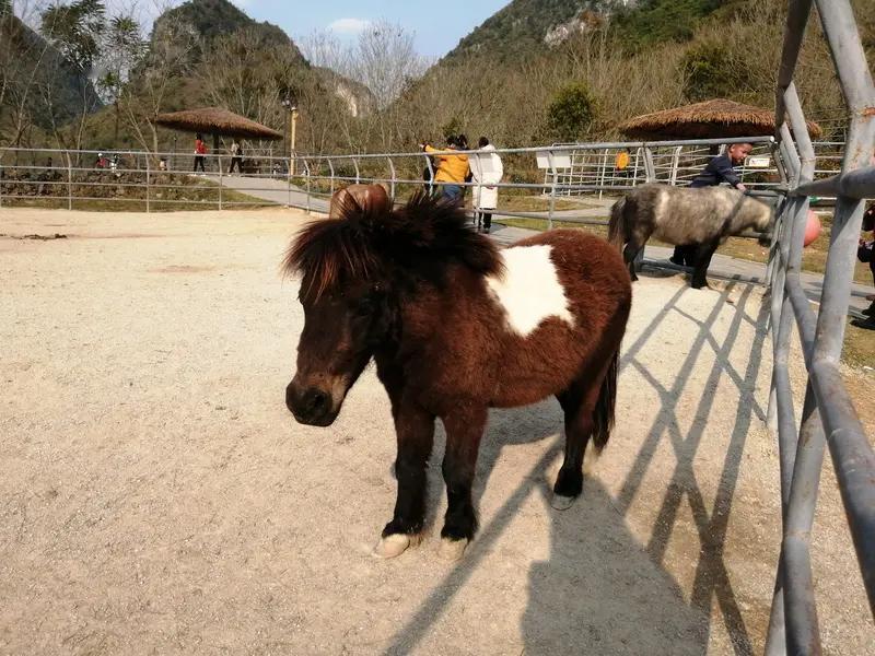 马年还没到，宠物小矮马就爆火了，最高售价超10万。朋友圈里好多人晒刚接回家的小矮
