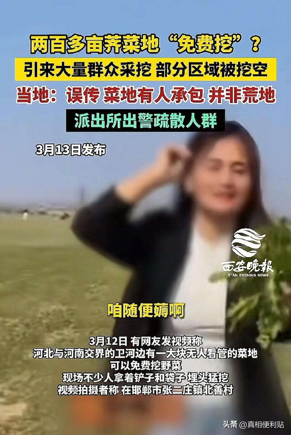 太嚣张！河南安阳，女子发现200亩荠菜，她不问主人，也不管地界，当场动手狂挖，还