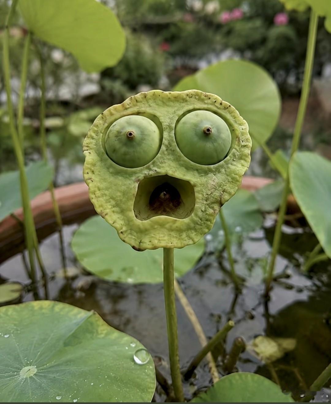 哈哈这是怎么长得