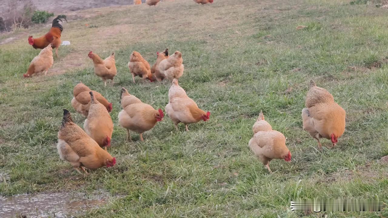 不吃饲料在农村散养的鸡是土鸡吗? 

这种情况完全符合现代意义的土鸡。

以前，