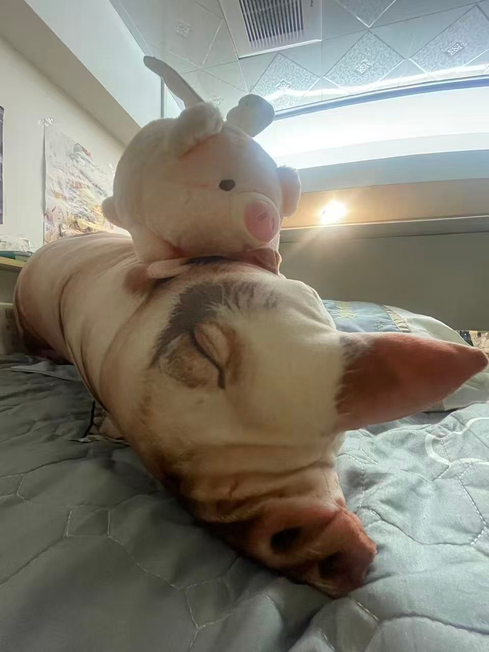 我妹朋友送的猪VS我送的猪。 