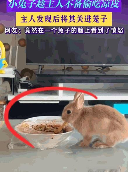 笑不活了！宁夏，男子家里养的兔子，竟然趁他不注意，偷吃一碗全是辣油的凉皮，男子气