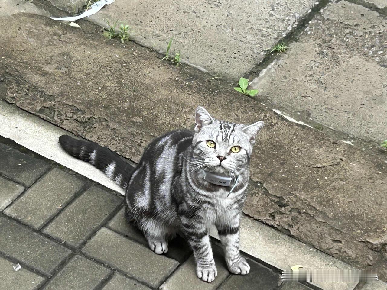 晒晒这只猫


老妈家门口，碰到了这只想和我回家，想和我说话的猫猫，它像一只小豹