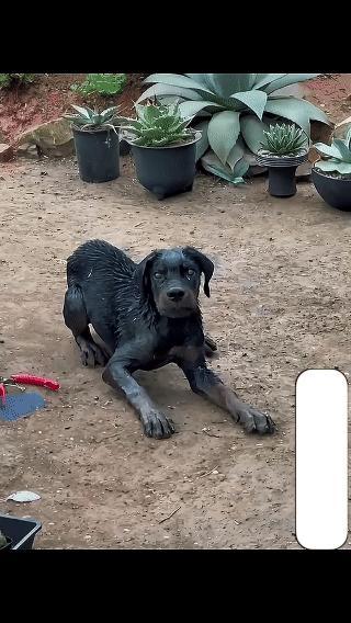 原来这就是狂犬病发作真实的样子，
大脑已经完全失控，
看上去有点可怕…