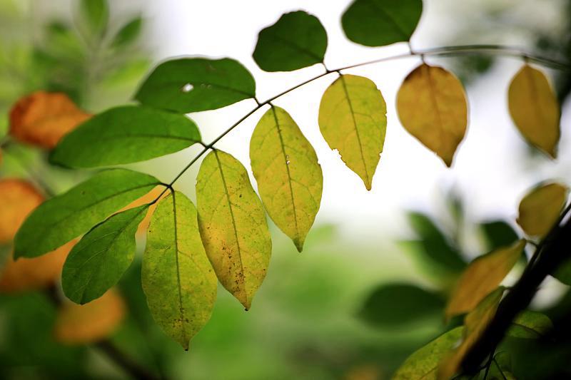 🍂今日立秋
夏意将尽，秋风初起
虽有余暑，万物渐敛
愿暑退心安，岁岁安然✨