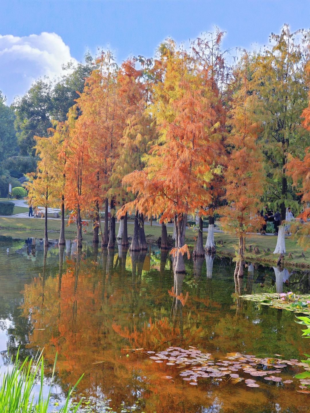 没错就在广州 0元看落羽杉，还得白云湖