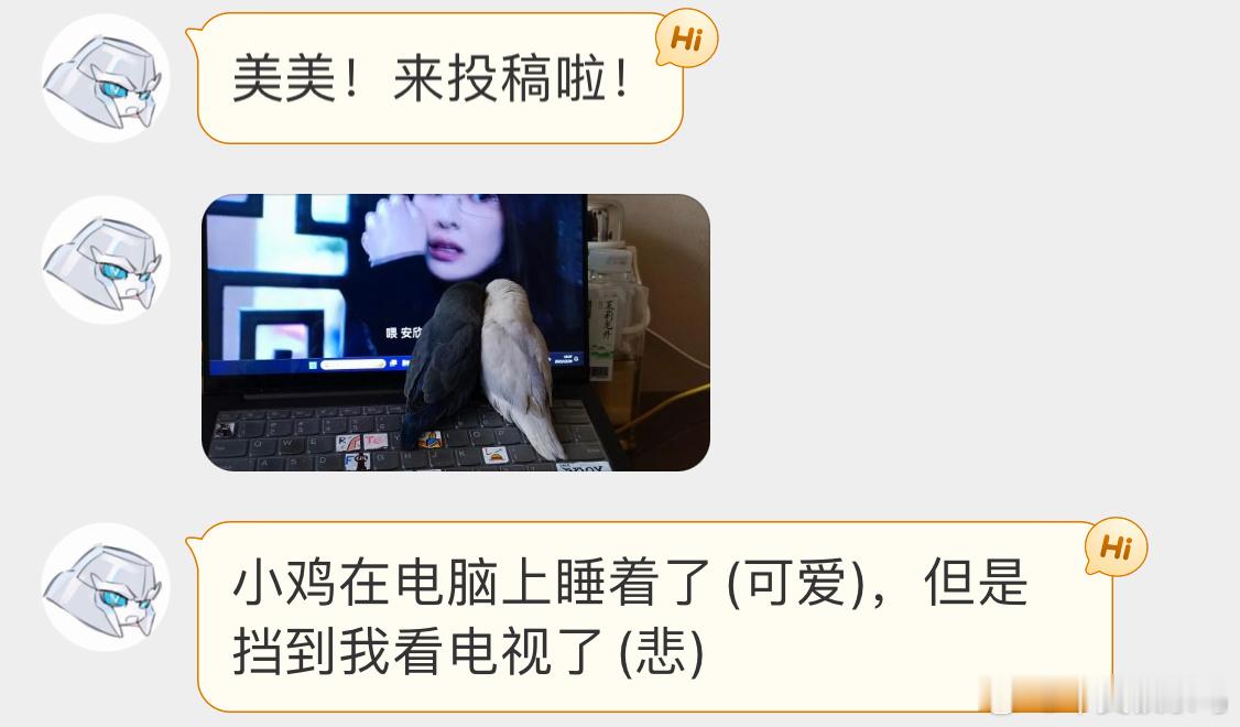 #宠物鸟投稿# 笑死 它俩搁这站着睡着了 ​​​