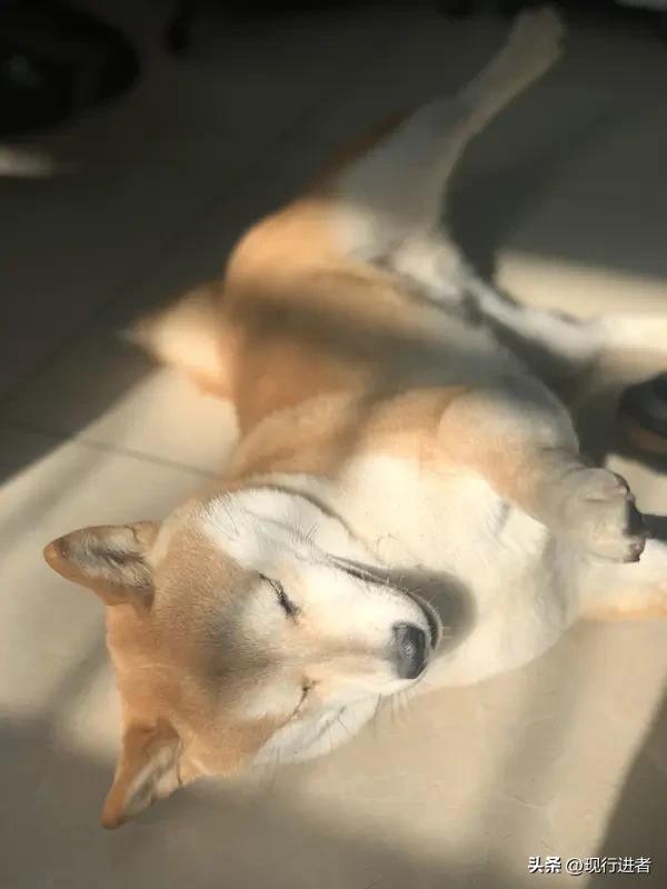 多晒太阳是补充维生素D最天然的方式。步入中年后，建议每天安排15-30分钟的日光