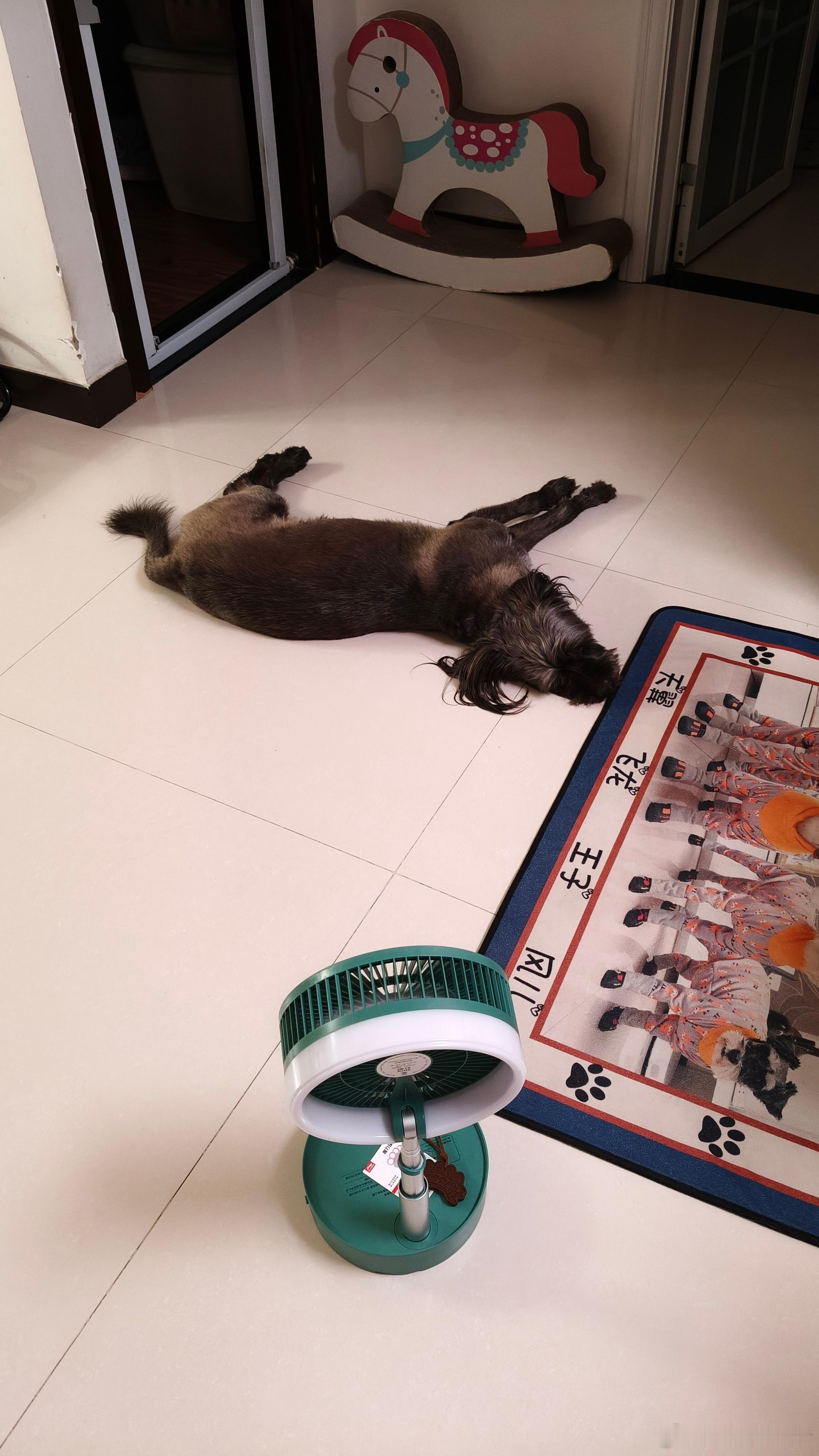 狗都知道电扇凉快儿～晚安