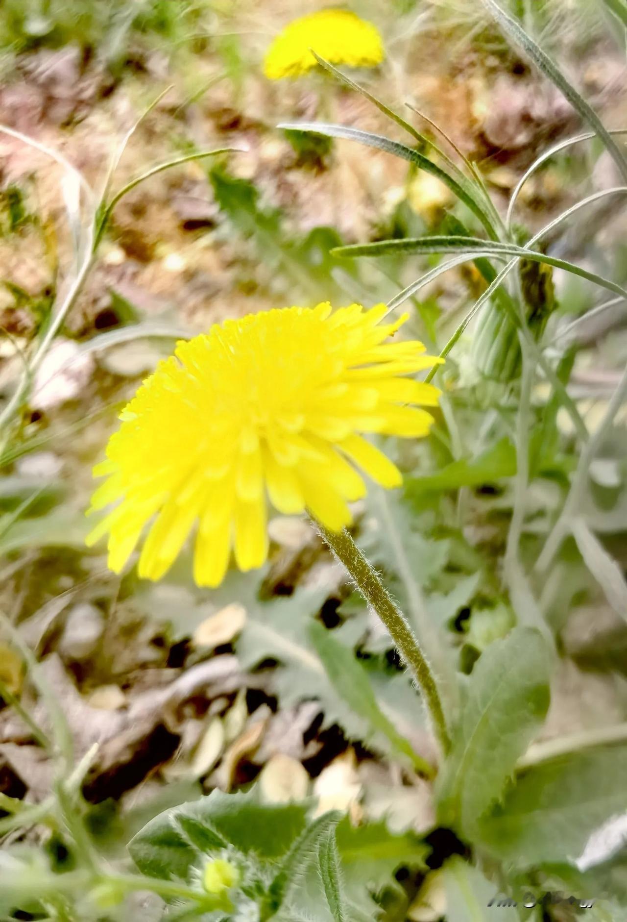 蒲公英花花精美的表现。
