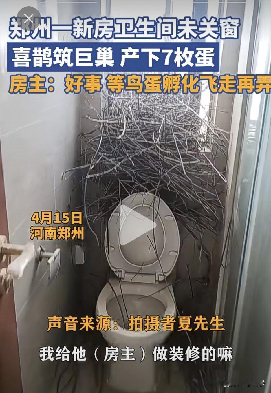 喜鹊把窝搭在了马桶上方还产了七枚蛋，房主人说别动，等孵出小鸟飞走了在拆掉！

河