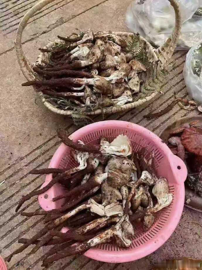 云南美食猜猜它们是些什么菌子？ ​​​