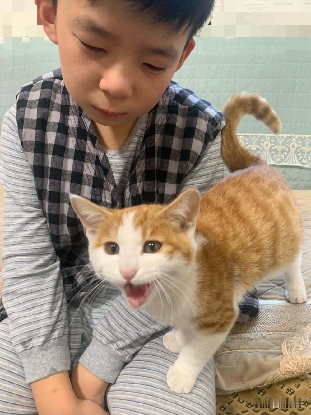 你见过护主的猫吗？发现从小养大的猫会护着我儿子，昨晚因为儿子作业没有完成，生气的