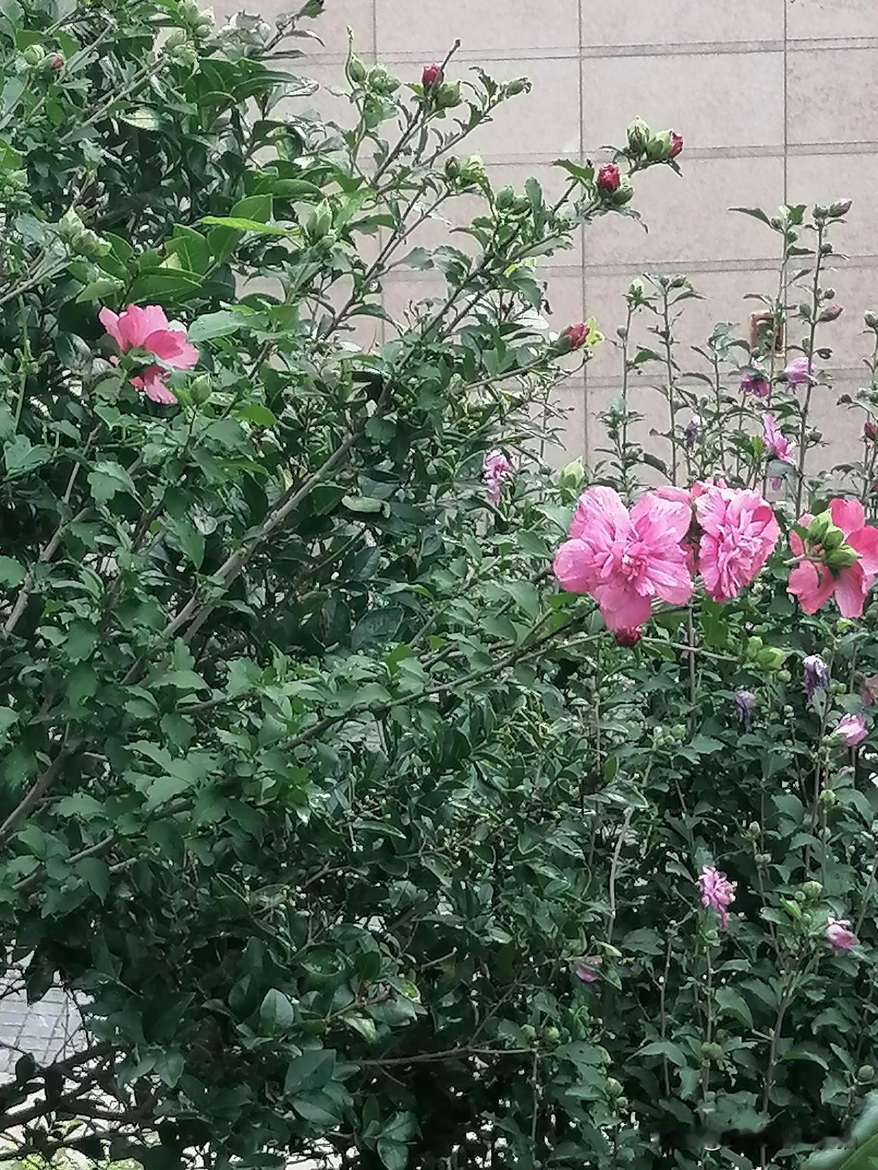 前几天由于无雨干旱，木槿花几乎不开了，旱的无精打采，这几场秋雨，木槿花抗过干旱，