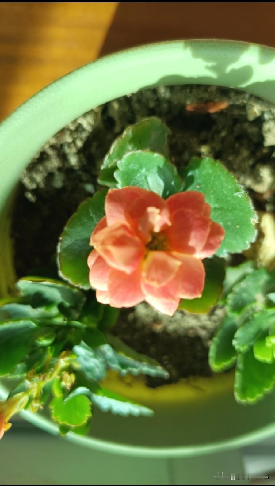 这9种长寿花都是去年秋天开始培养的，有网购的，也有花友送的，当时都是小苗，也不知