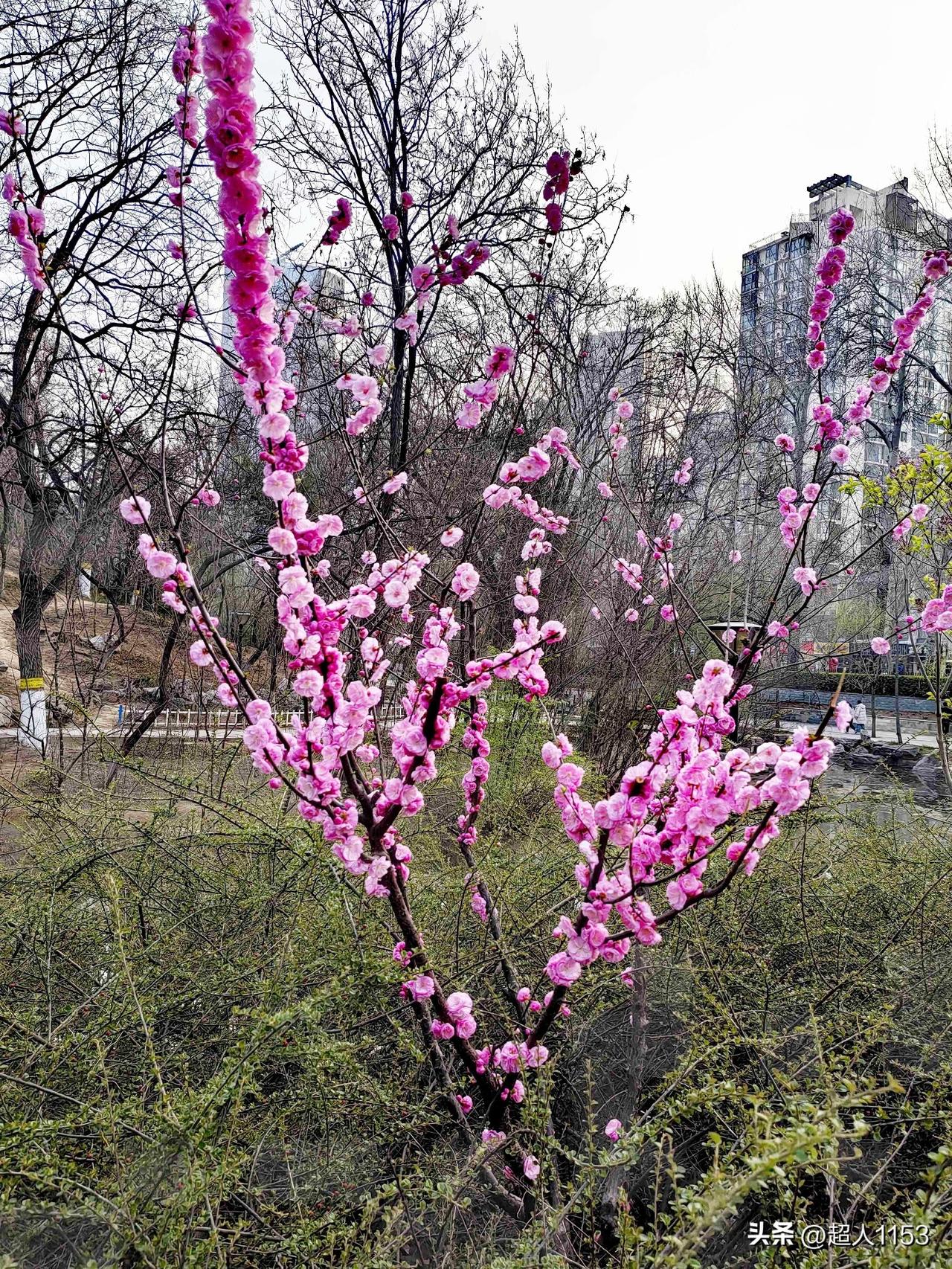 春天的长安公园，
桃花朵朵盛开了。

粉粉嫩嫩的，
像小仙子的漂亮脸蛋。

在阳