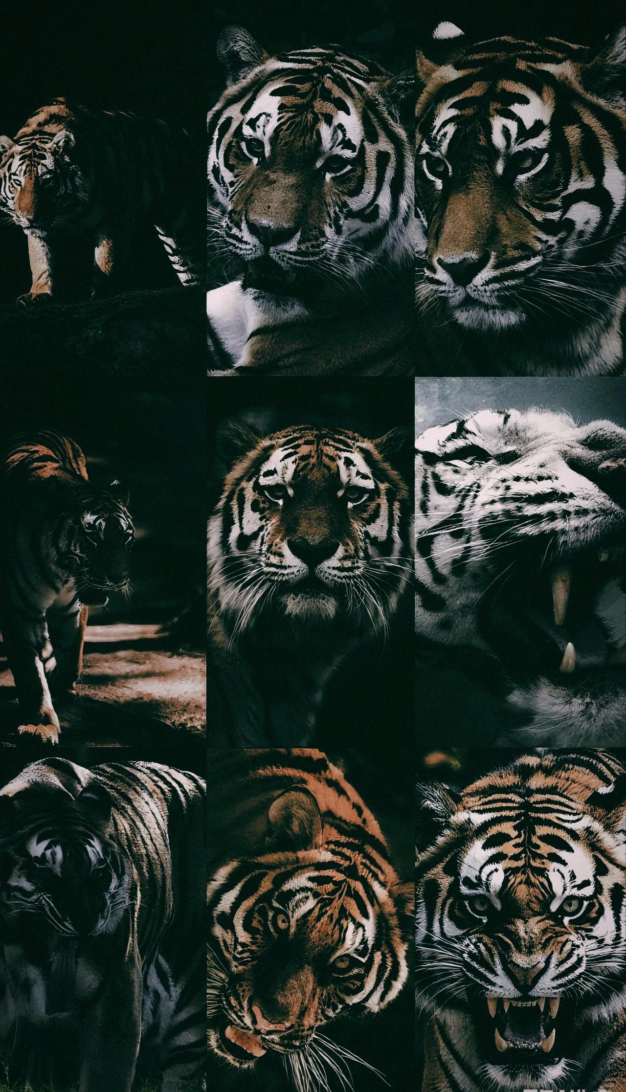 老虎 万兽之王 百兽之王老虎