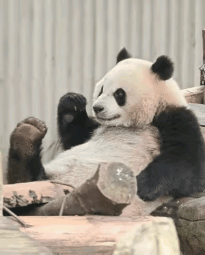 奇三妹居然没有被自己的jiojio薰晕，这是不是不太符合常理？
犹记得以前sum