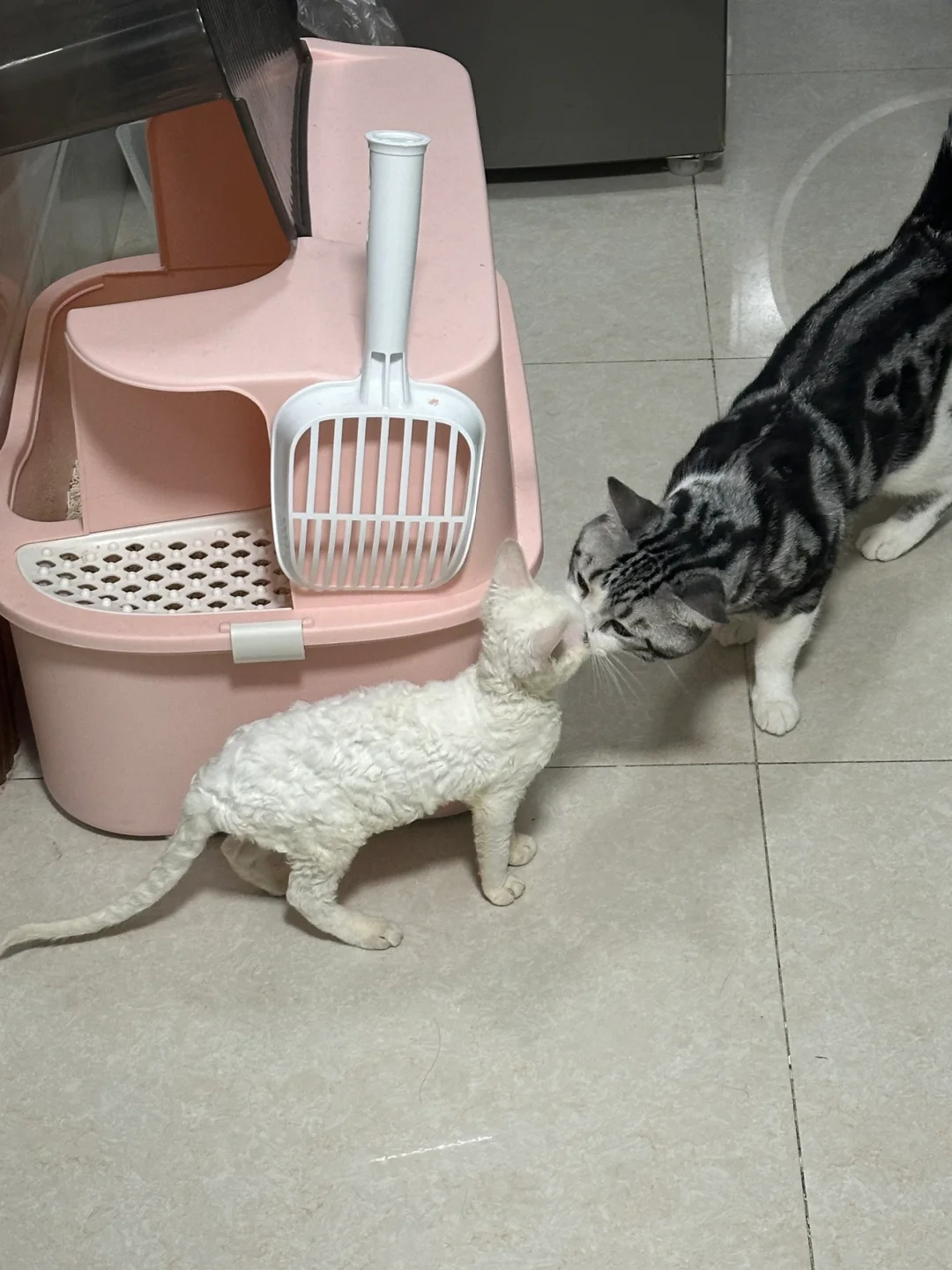 宠物店嘴里 1.2kg和400g的猫都是三个月