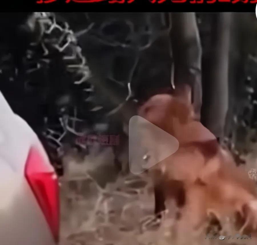 一对年轻夫妇也不知道养了多年的金毛究竟犯了什么错，就把它带到树林里拴在树上，用刀