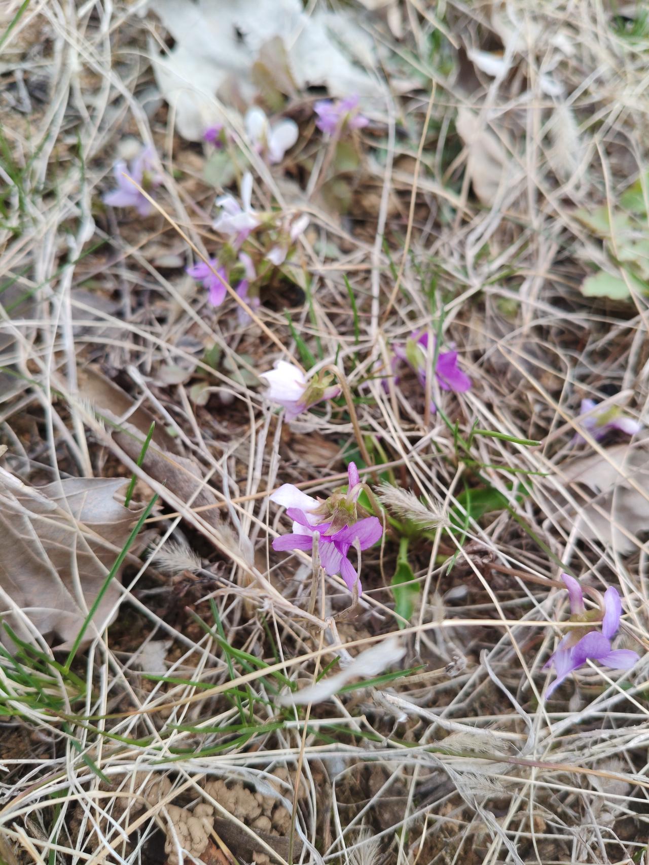 蹲在路边看这丛紫花，真觉得心里软乎乎的。它没长在花园里，就挤在泥土和枯草之间，不