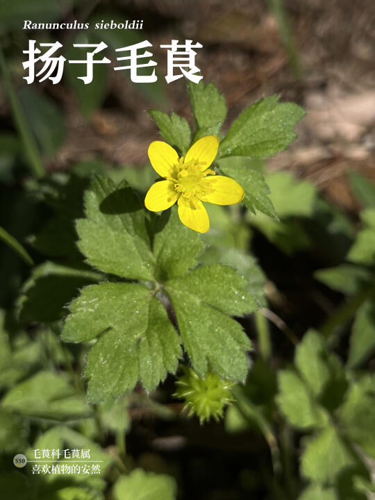 福州植物打标550｜明黄色小花扬子毛茛