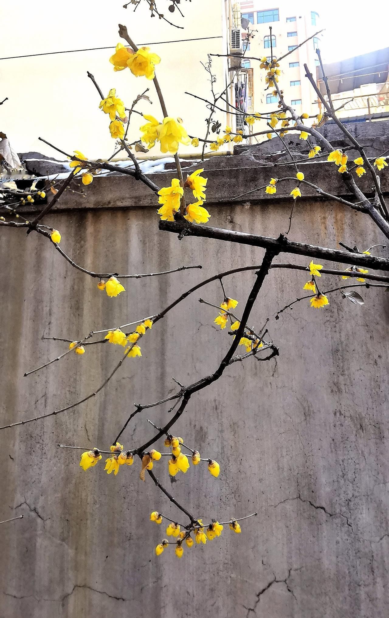 记得2023年，从11月开始就大雪小雪一场接一场，2024年11月底港城也下了大