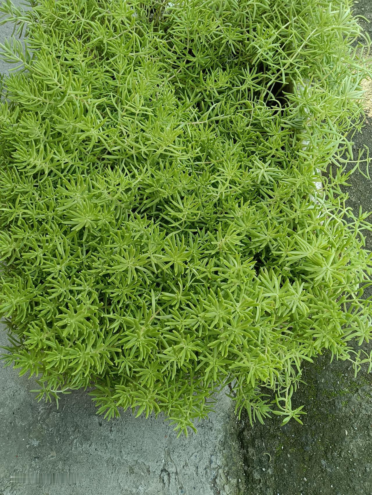 问一下大家，这东西能吃吗？种了一片长势还挺好，就是不知道是什么，也不敢吃……