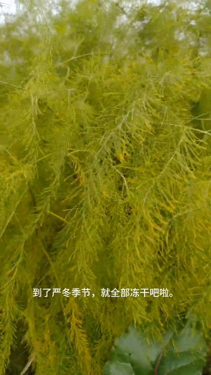 芦笋多年生草本蔬菜，一次种植多年采收。
亲爱的朋友们大家好！这期视频给大家分享芦