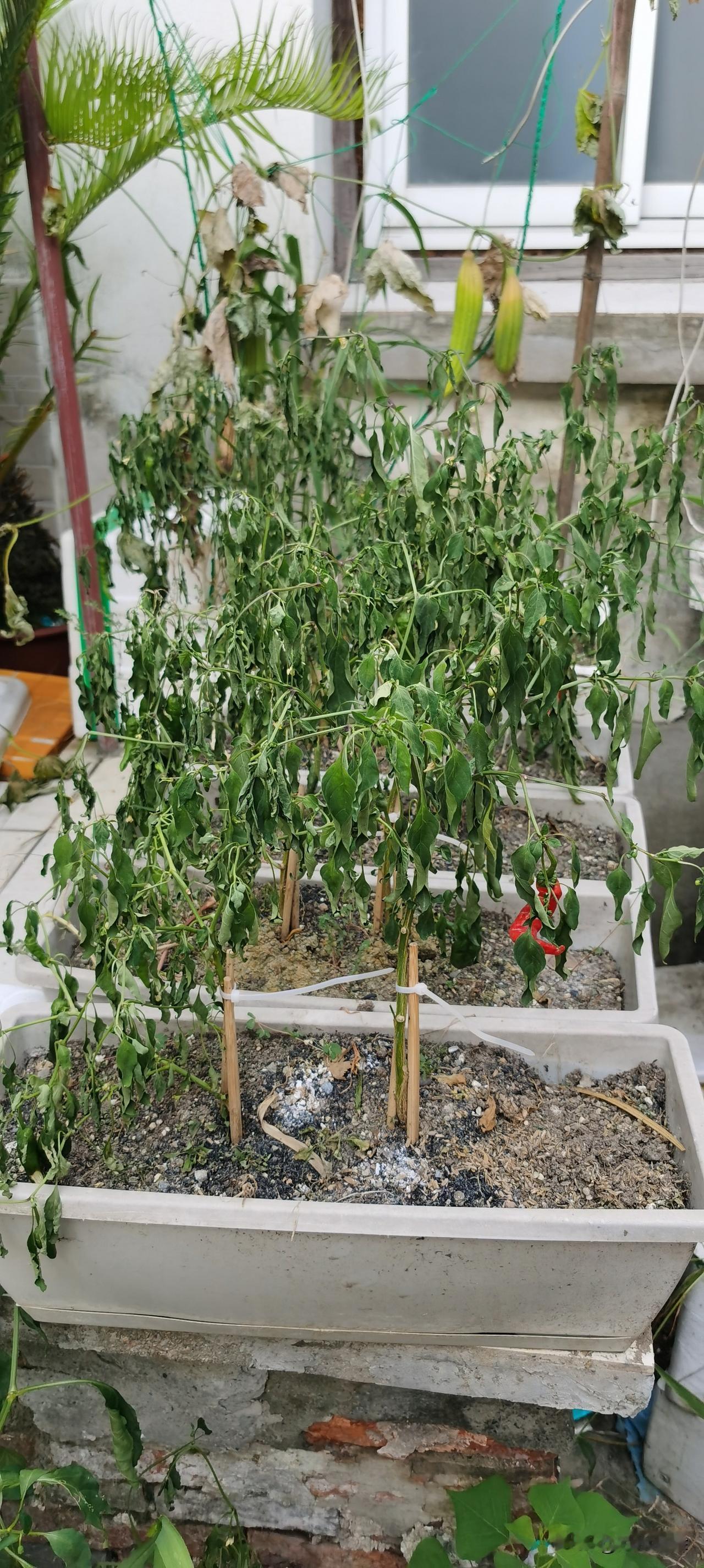 突如其来的高温晒蔫了我种的辣椒
台风刚刚与苏州擦肩而过，高温烈日就接踵而至。
刚