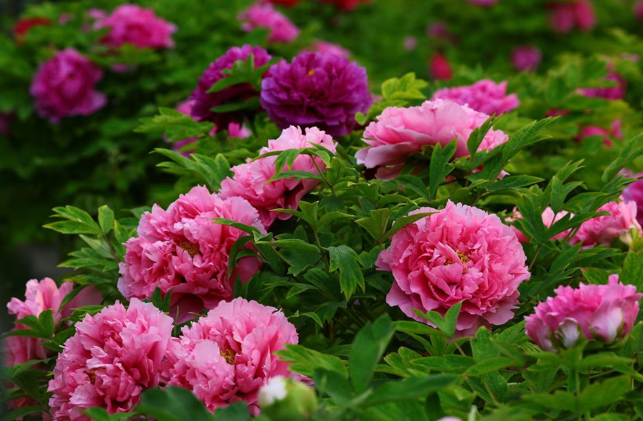 分享一张花开的照片春日牡丹开，艳色满枝来。雍容华贵绽芳华，一眼沦陷这满园春色。