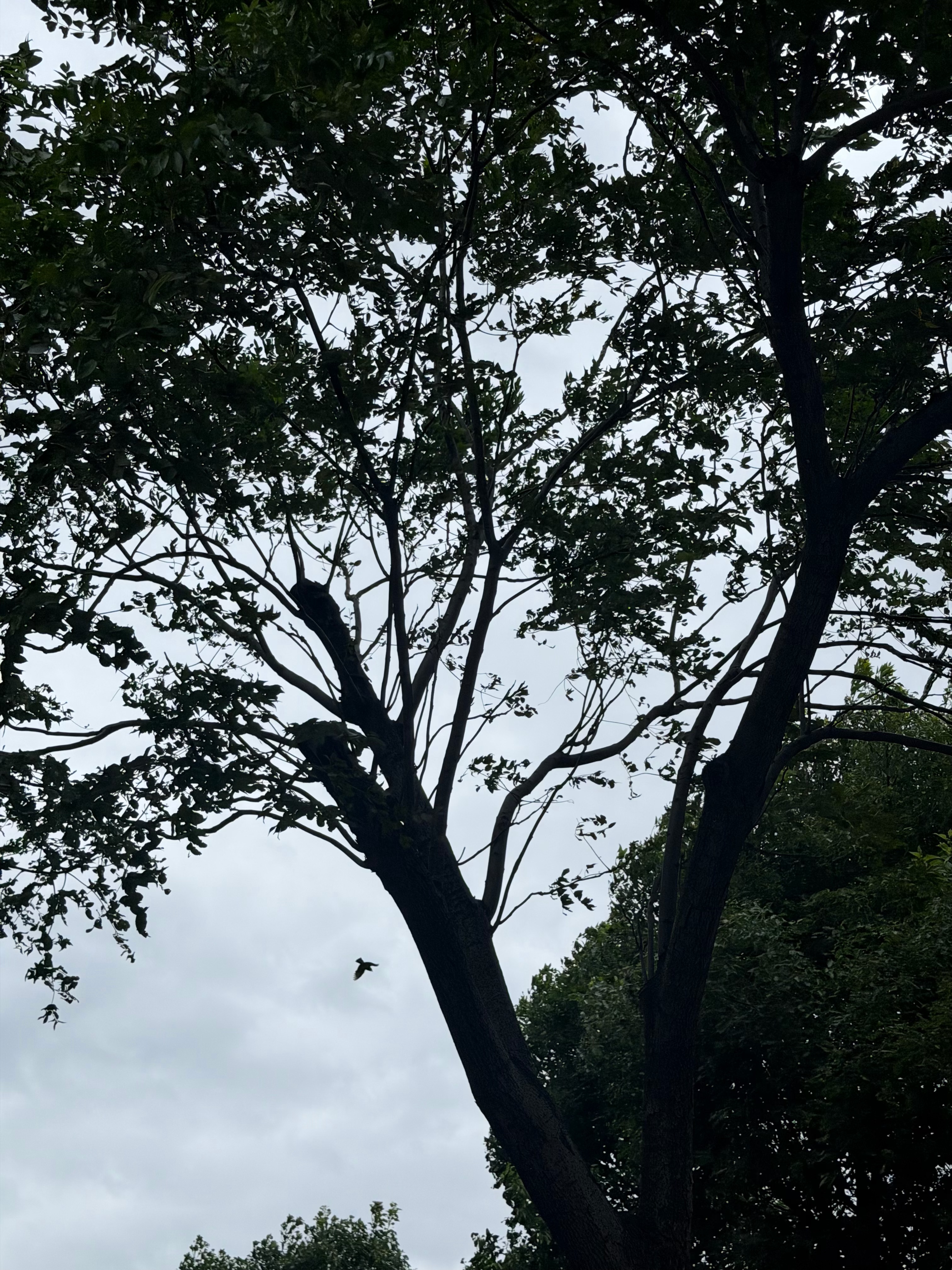 🌬️🌬️ 