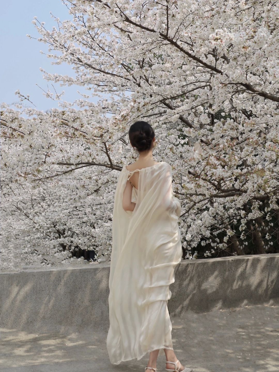 回武大看樱花，早樱开啦