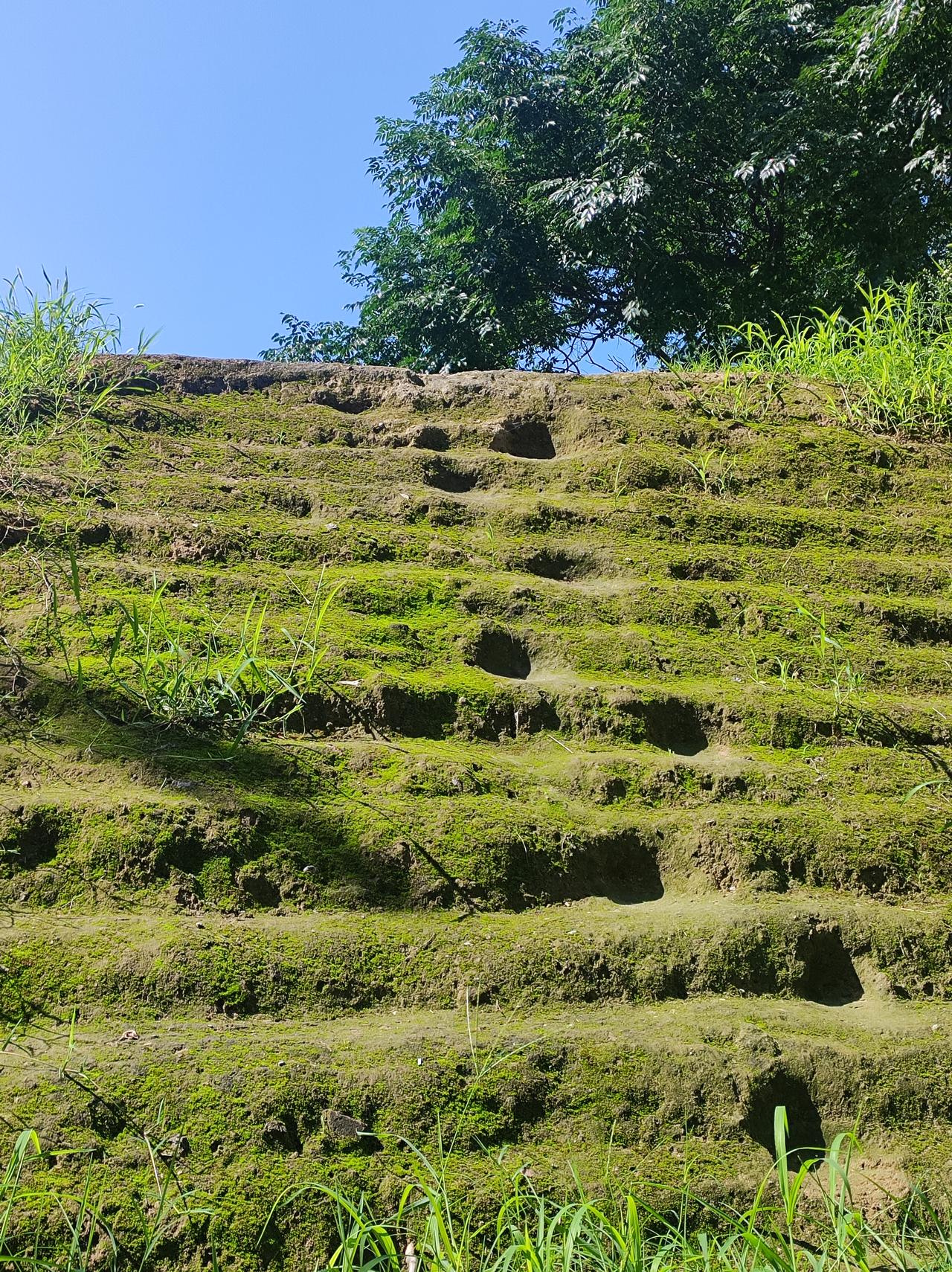 苔藓

骑车路过城东路，被路边城墙上的苔藓吸引，长的这么好，都是因为最近连续阴雨
