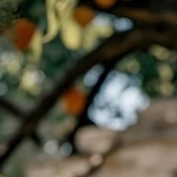 1000杏树：一.准备工作1.选择健康种子：挑选完整无损、饱满的杏核作为种子。2