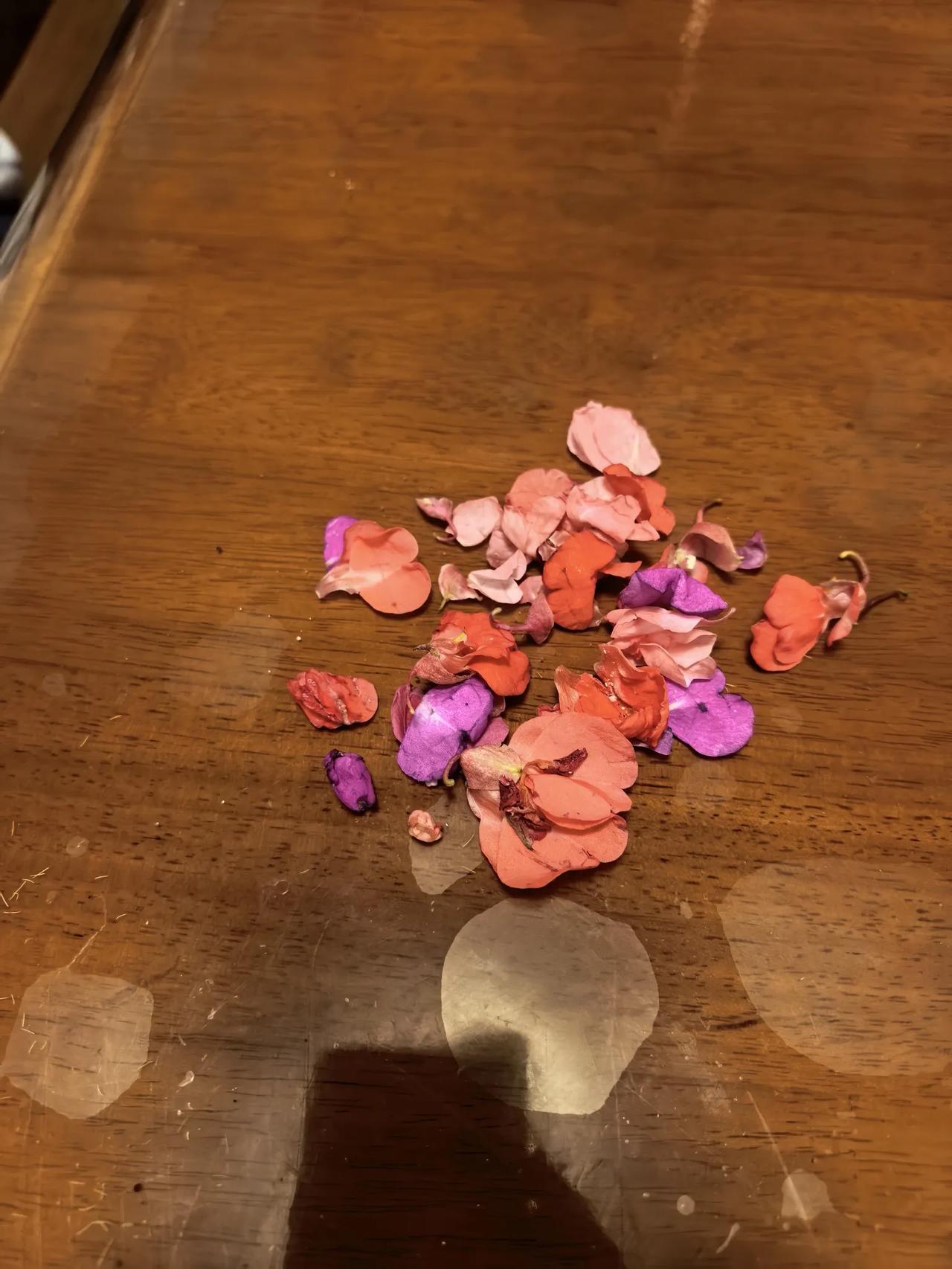指甲草染指甲。
我家门口生长了好多的指甲草，摘了些回来，掐几片桑叶，找来一块石头